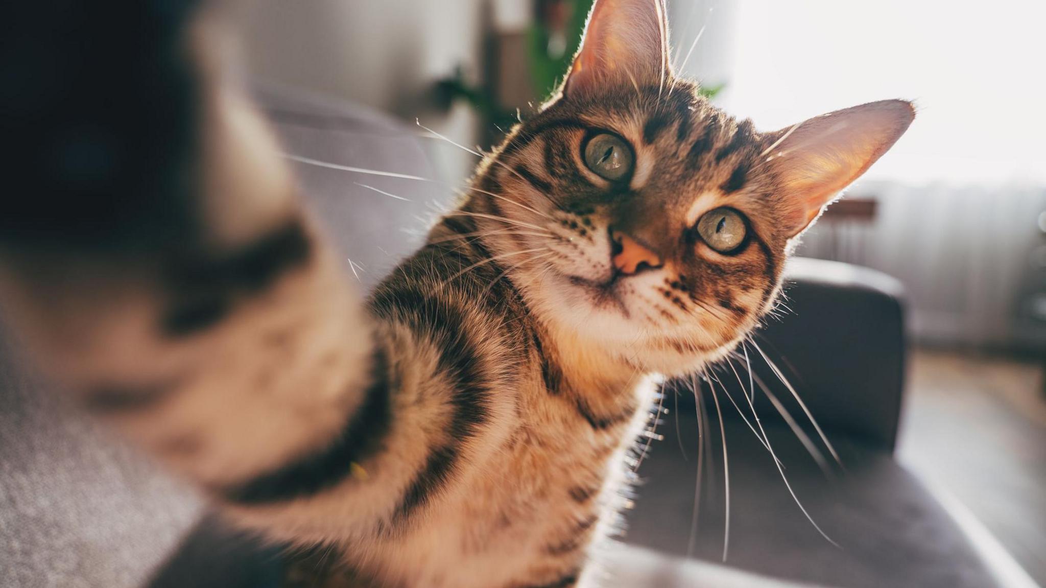 What is FIP? Key Basics Every Cat Owner Should Know