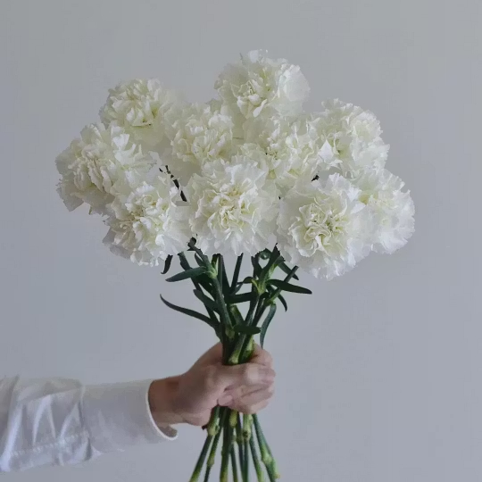 🌺Premium Carnation Seeds