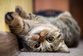Symptoms, Diagnosis & Relapse Risks of All Types of FIP