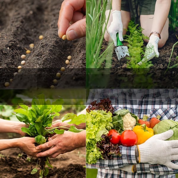 🔥LAST DAY 49% OFF🥦Ultimate Survival Seed Vault (15,000+ Seeds) | 35 Variety Pack🌿✈️Buy 2 Free Shipping✈️