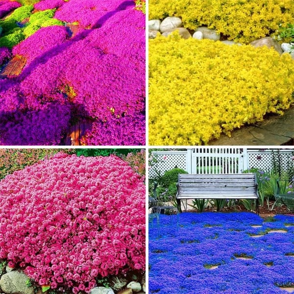✨LAST DAY 49% OFF🌸Low-maintenance thyme seeds🍀