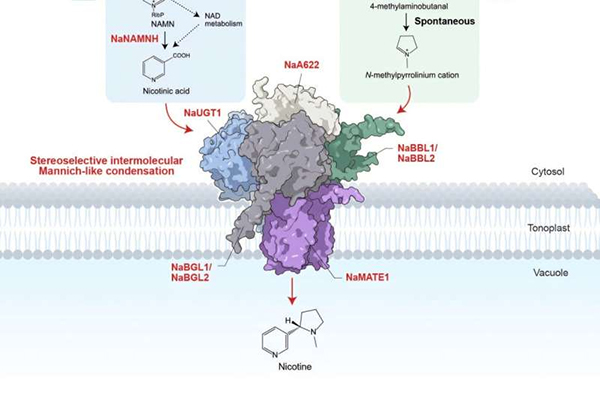 Scientific illustration of tobacco plant cells and molecular structures representing nicotine biosynthesis pathways and enzyme activity in plant biochemistry research.