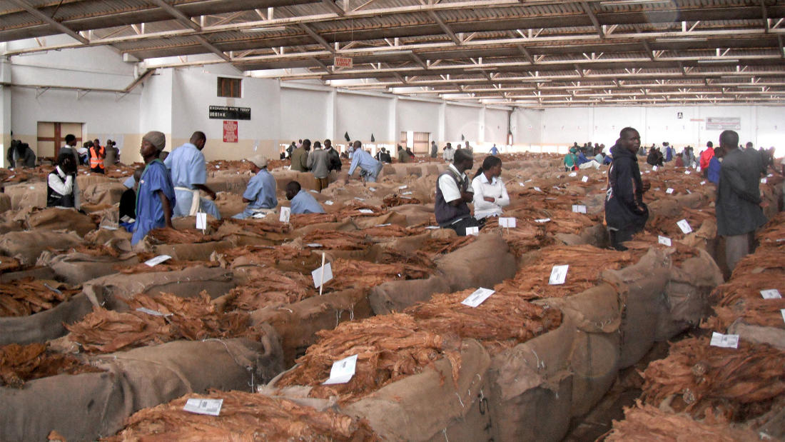 Malawi Tobacco Exports Hit Record $540M Amid Falling Prices and Growing Supply Pressure