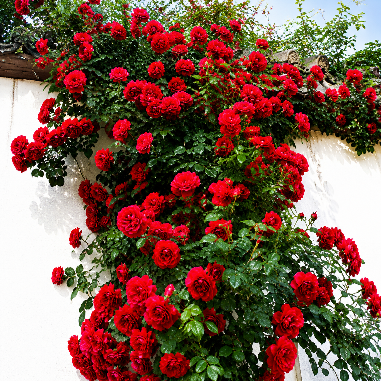 🌹Climbing Vine Rose Flower Seeds