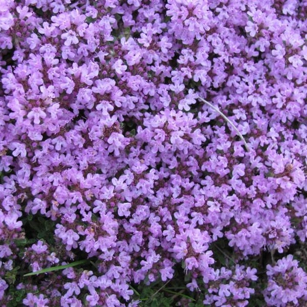 ✨LAST DAY 49% OFF🌸Low-maintenance thyme seeds🍀