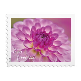 Dahlias Stamps Forever 78c | Multiple Stamp Designs