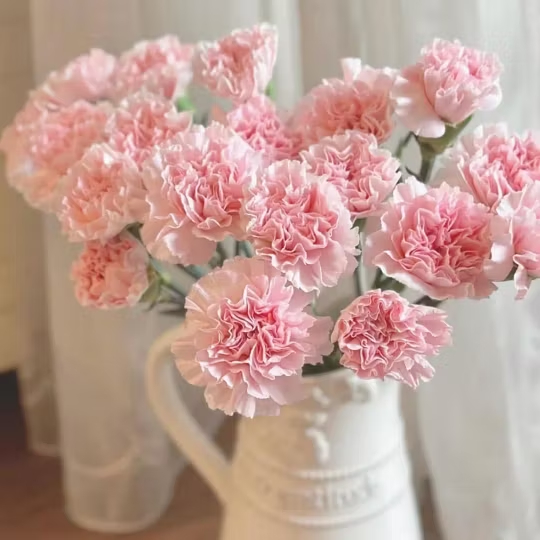 🌺Premium Carnation Seeds