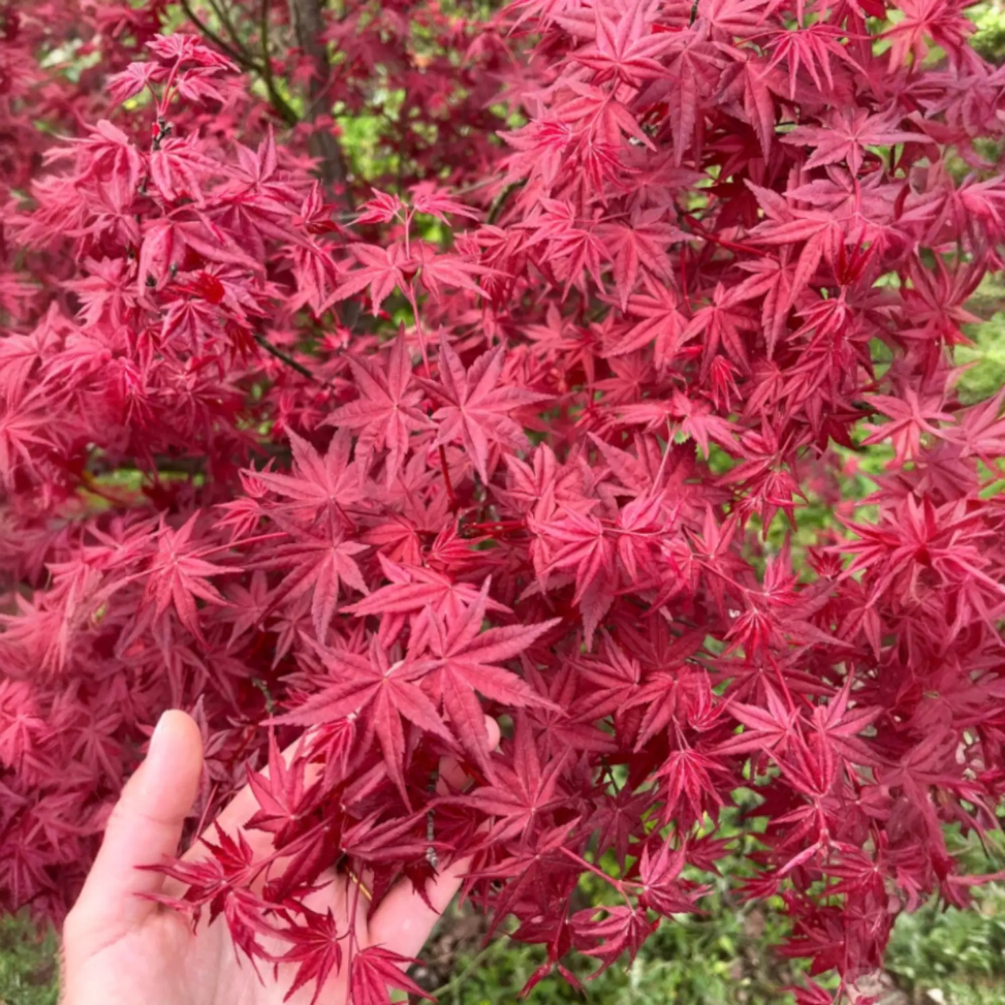 ⚡50K+ SOLD!💖25 Japanese Maple Seeds🍁