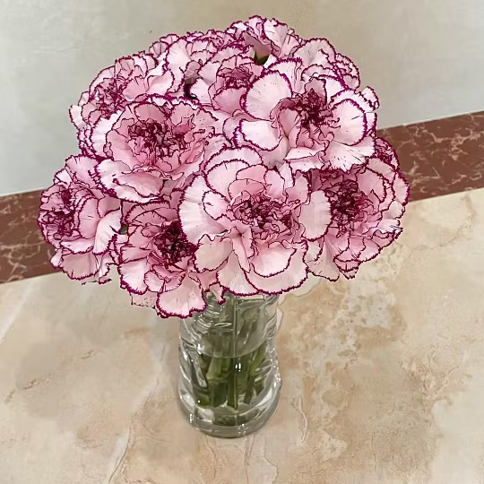 🌺Premium Carnation Seeds