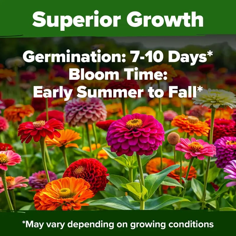 ⚡50K+ SOLD!💖Zinnia Seeds - Pure Seeds - No Filler - USA Heirloom Flower Seeds