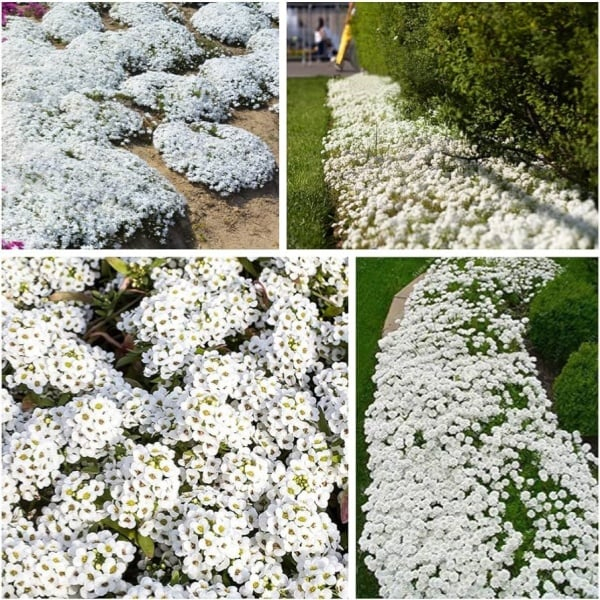 ✨LAST DAY 49% OFF🌸Low-maintenance thyme seeds🍀
