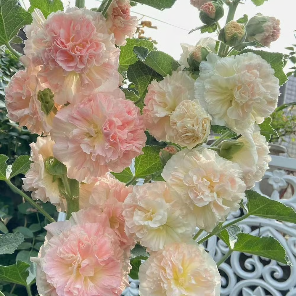 Pasted Image