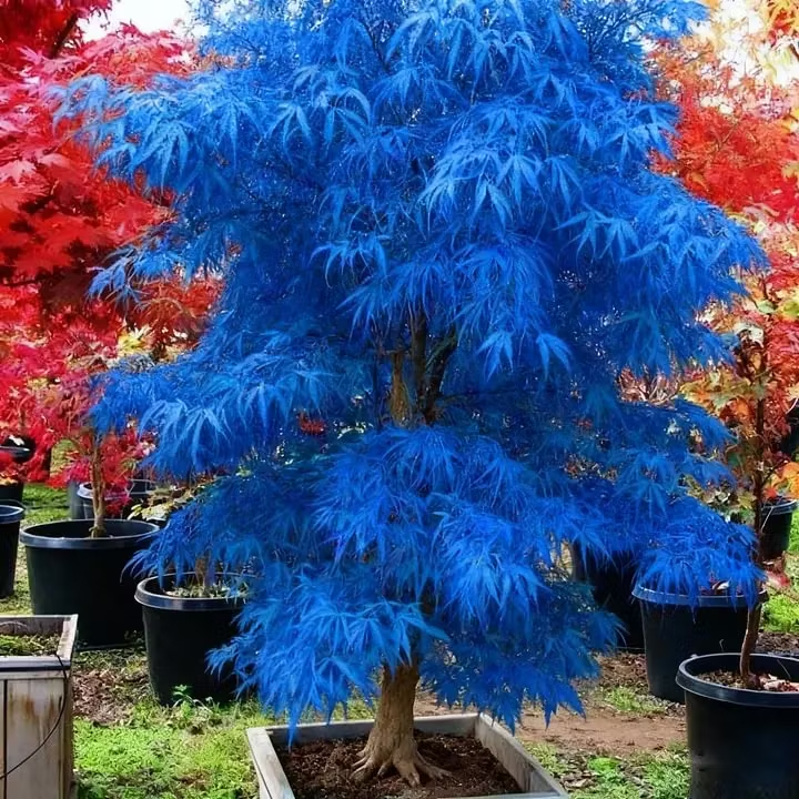 ✨LAST DAY 49% OFF🎁Premium Japanese Red Maple Bonsai Seeds🍁