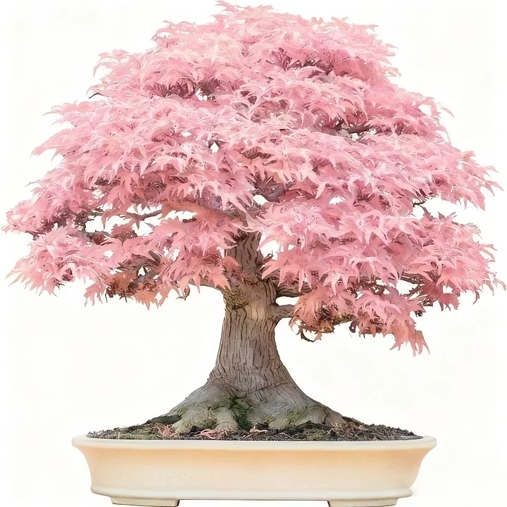 ✨LAST DAY 49% OFF🎁Premium Japanese Red Maple Bonsai Seeds🍁