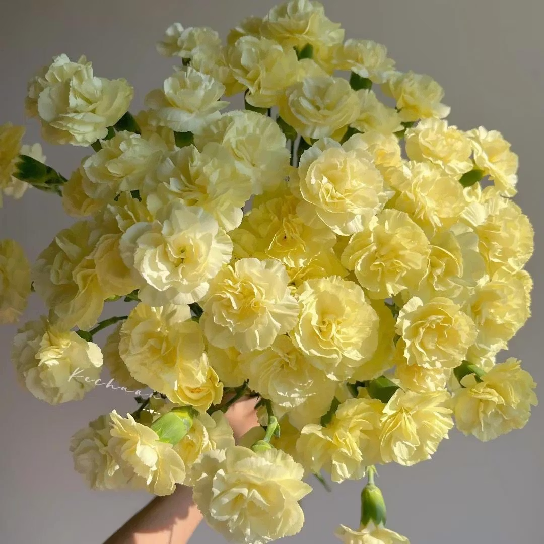 🌺Premium Carnation Seeds