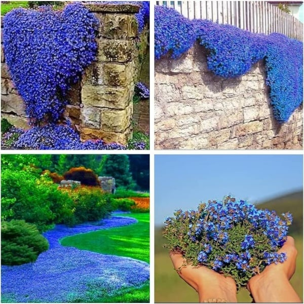 ✨LAST DAY 49% OFF🌸Low-maintenance thyme seeds🍀