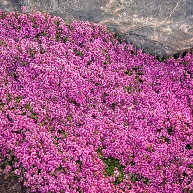 ✨LAST DAY 49% OFF🌸Low-maintenance thyme seeds🍀