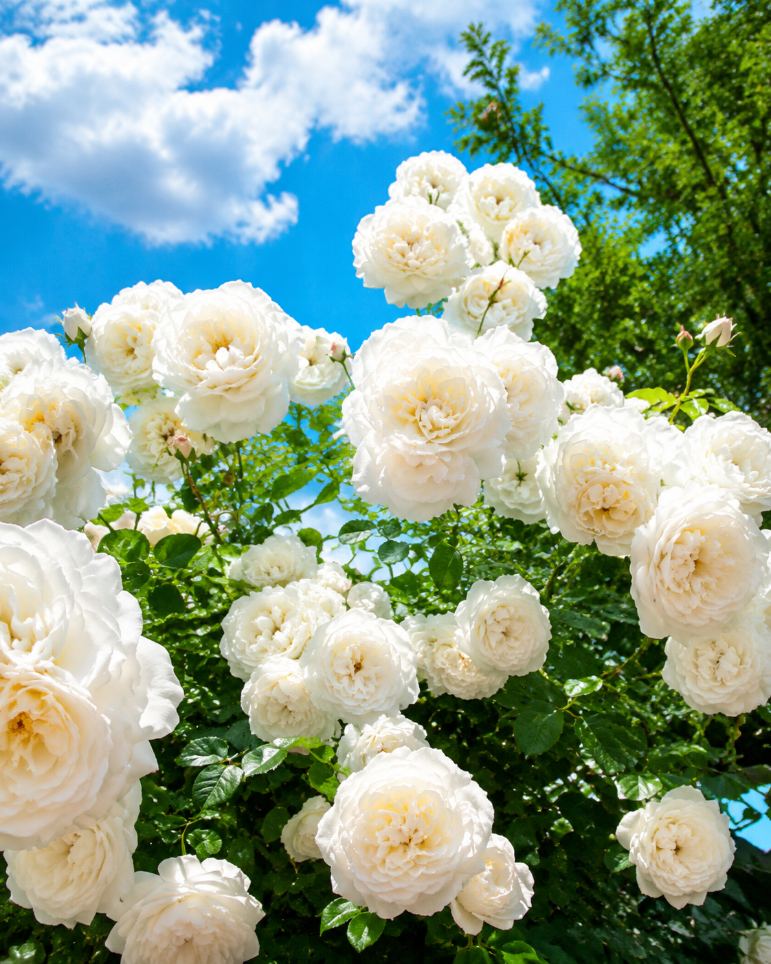 🌹Climbing Vine Rose Flower Seeds