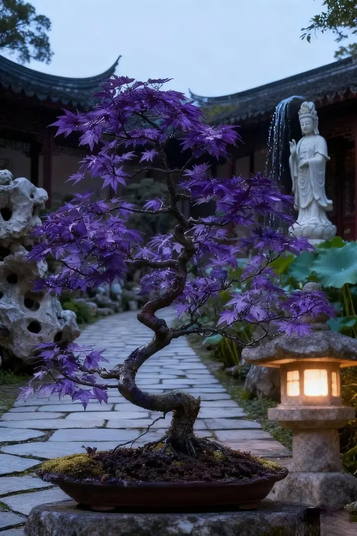 ✨LAST DAY 49% OFF🎁Premium Japanese Red Maple Bonsai Seeds🍁