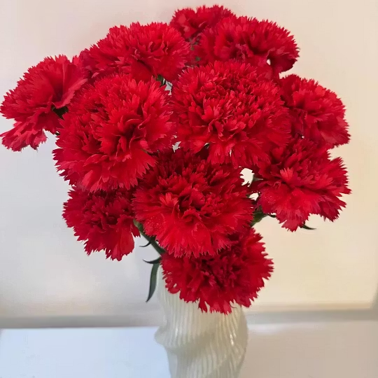 🌺Premium Carnation Seeds