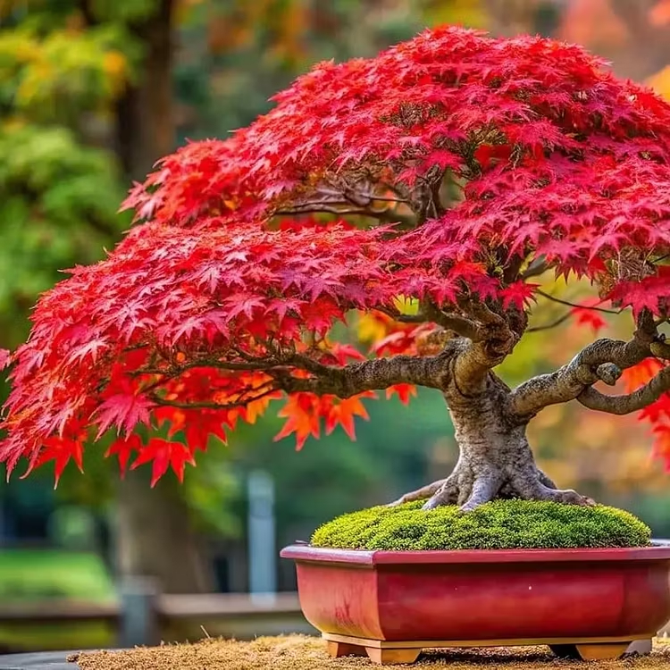 ✨LAST DAY 49% OFF🎁Premium Japanese Red Maple Bonsai Seeds🍁