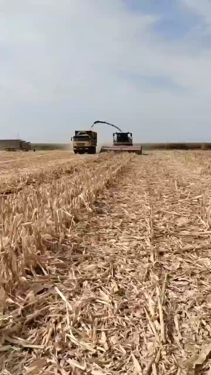 Domai MPD612 Direct Disc Header for Claas Jaguar