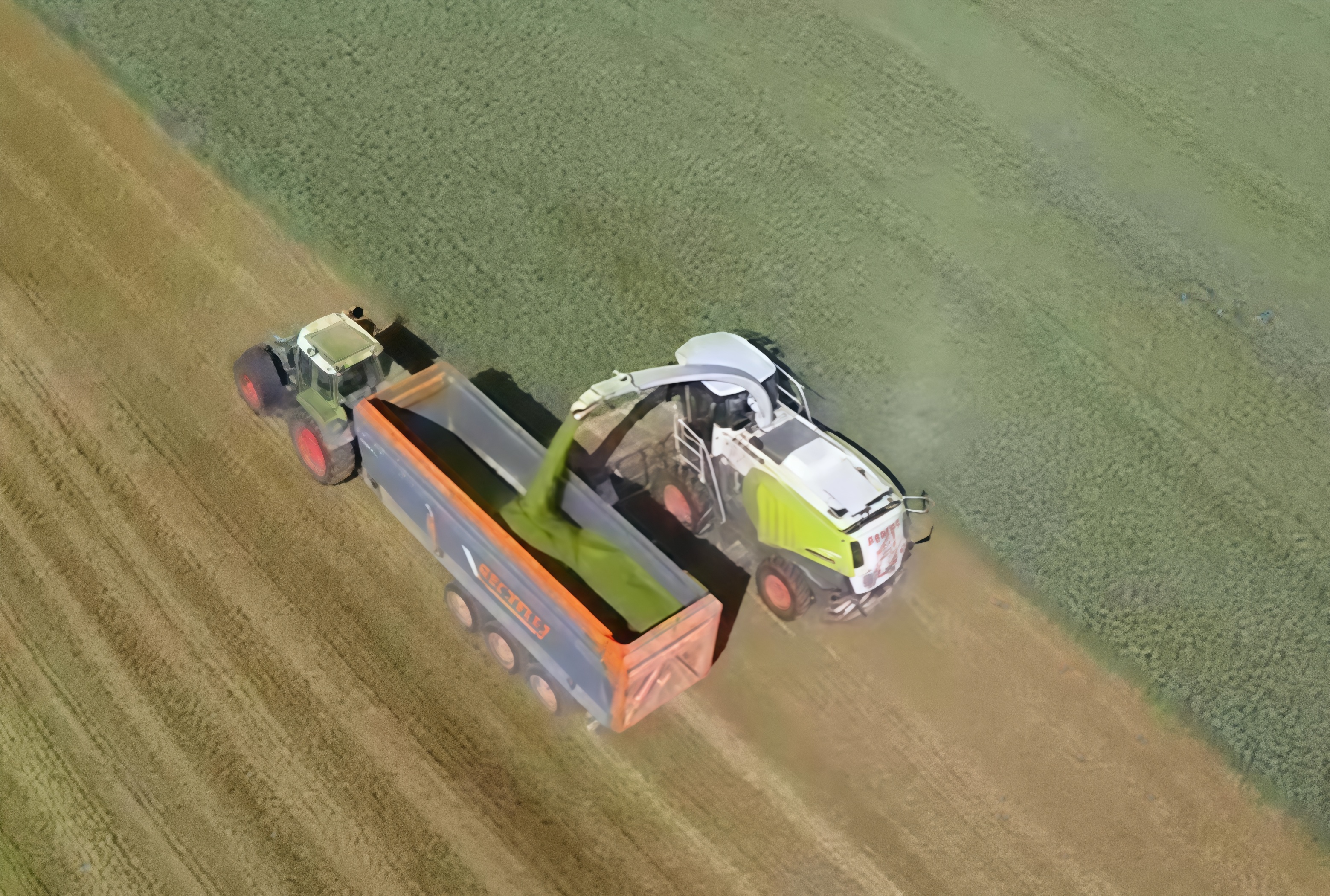 Domai MPD612 Direct Disc Header for Claas Jaguar