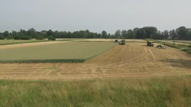 Domai MPD612 Direct Disc Header for Claas Jaguar