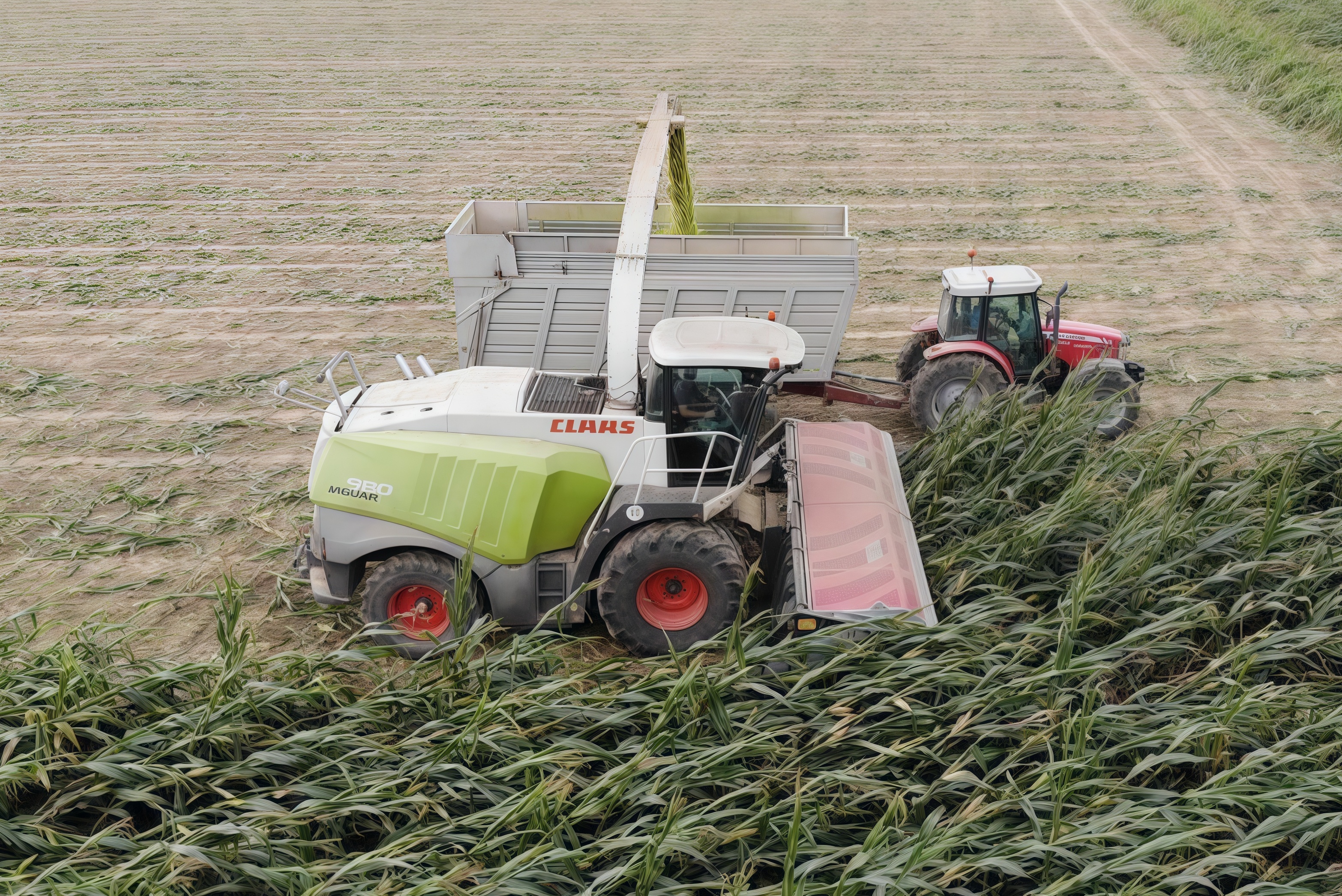 Domai MPD612 Direct Disc Header for Claas Jaguar