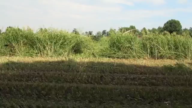 Domai MPD612 Direct Disc Header for Claas Jaguar