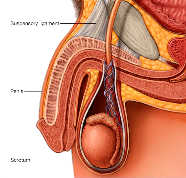 Consumer Testimonials: Real-Life Transformations with Our Herbal Testicular Supplement​