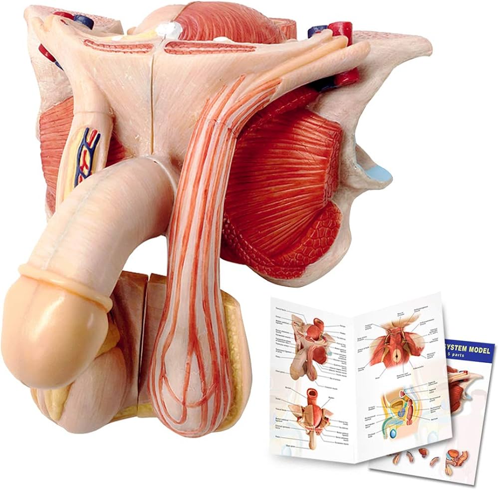 Deep Dive: The Magic of Key Ingredients in Herbal Testicular Supplements