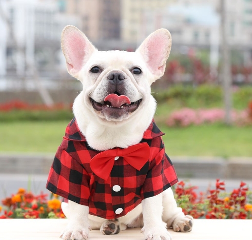 Shirts, suits, wedding dresses, teddy bears, small, medium and large dogs, pet clothes, cat supplies