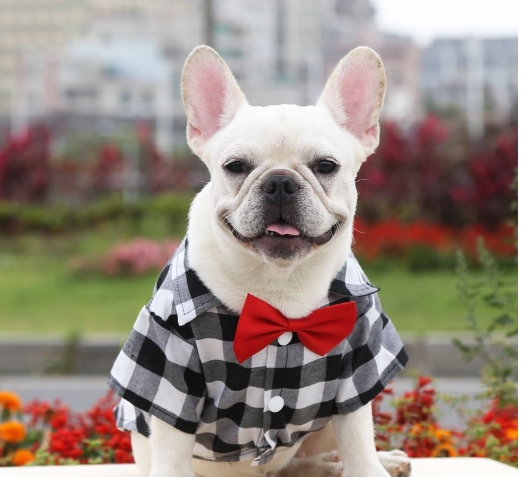 Shirts, suits, wedding dresses, teddy bears, small, medium and large dogs, pet clothes, cat supplies