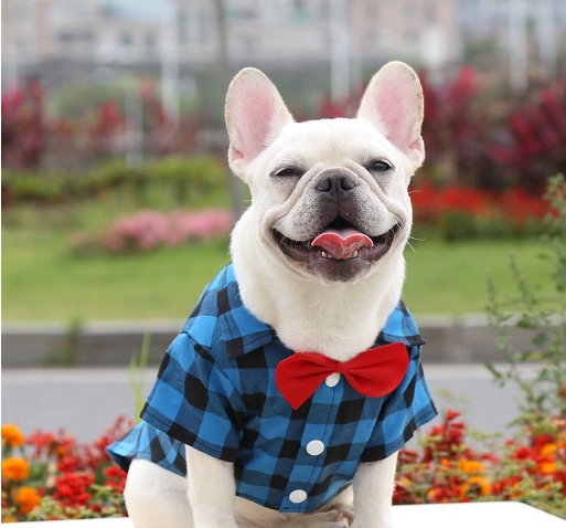 Shirts, suits, wedding dresses, teddy bears, small, medium and large dogs, pet clothes, cat supplies